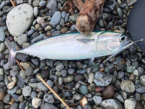 マルソウダの釣果