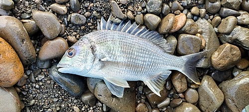 キビレの釣果