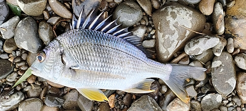 キビレの釣果