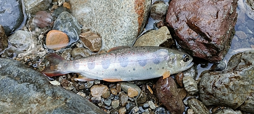 アマゴの釣果