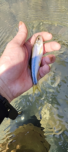 カワムツの釣果