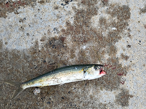 サバの釣果