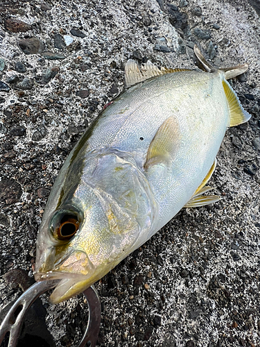 ショゴの釣果