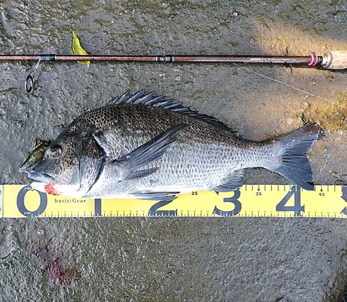 クロダイの釣果