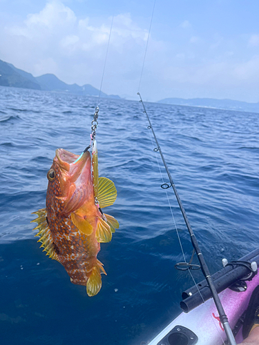 キジハタの釣果