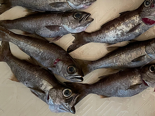 クロムツの釣果