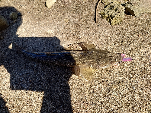 マゴチの釣果