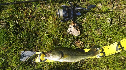 ラージマウスバスの釣果