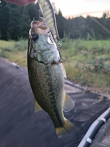 ラージマウスバスの釣果