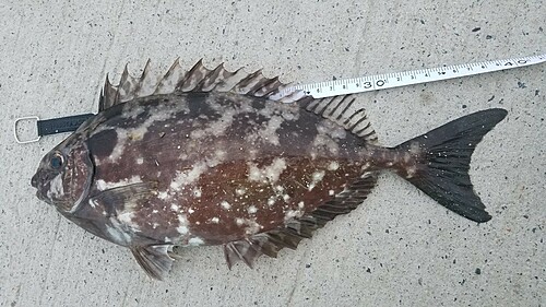 アイゴの釣果