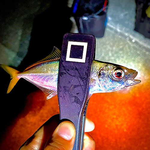 マアジの釣果