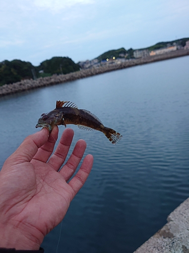 ハゼの釣果