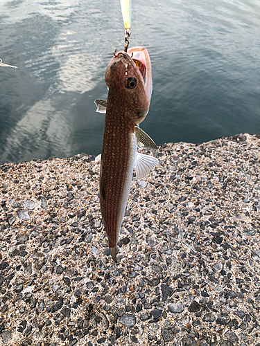 エソの釣果