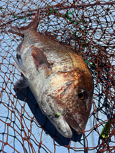 マダイの釣果