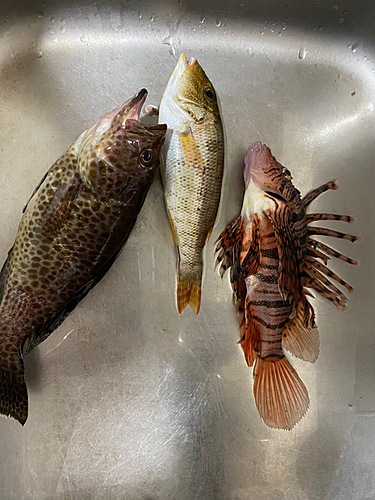 オオモンハタの釣果