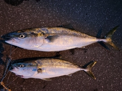 ワラサの釣果