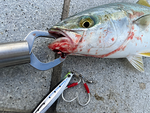 ツバスの釣果