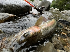 ニジマスの釣果