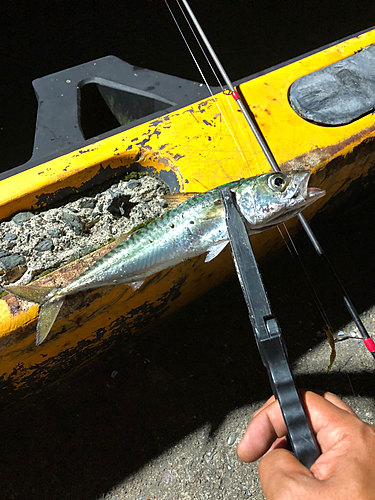 サバの釣果