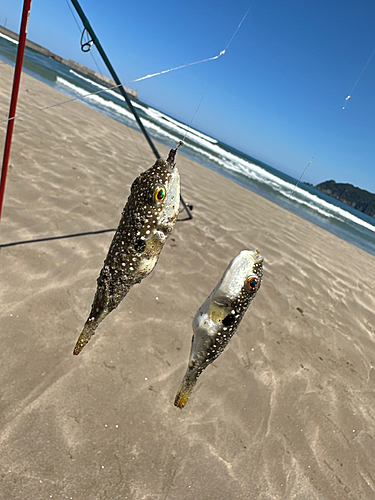 フグの釣果