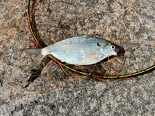 リュウキュウドロクイの釣果