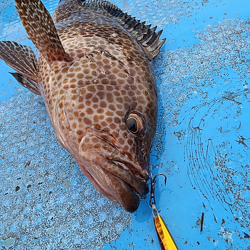 オオモンハタの釣果