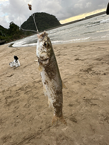 ウグイの釣果