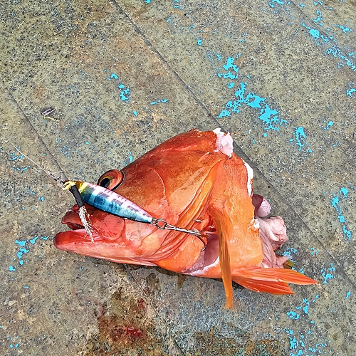 宇和海で釣れたアカハタの釣り・釣果情報 - アングラーズ
