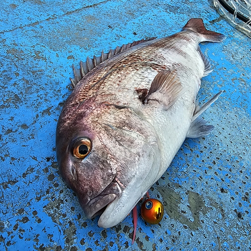 タイの釣果