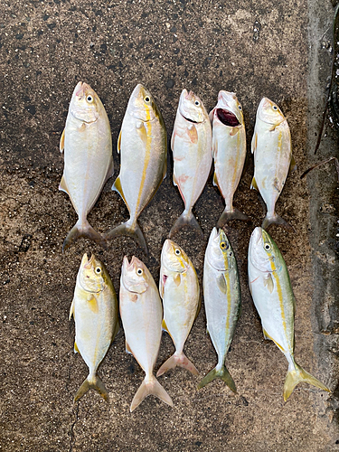 ショゴの釣果