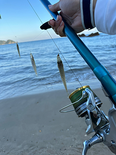 シロギスの釣果