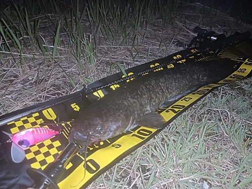 マナマズの釣果