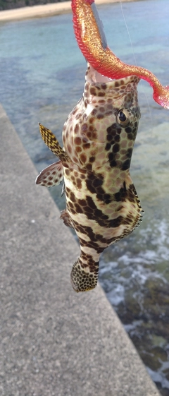 カンモンハタの釣果