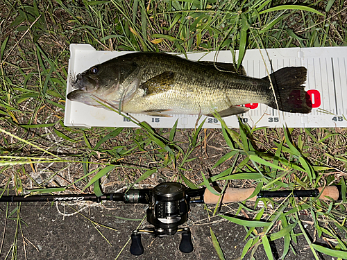 ラージマウスバスの釣果