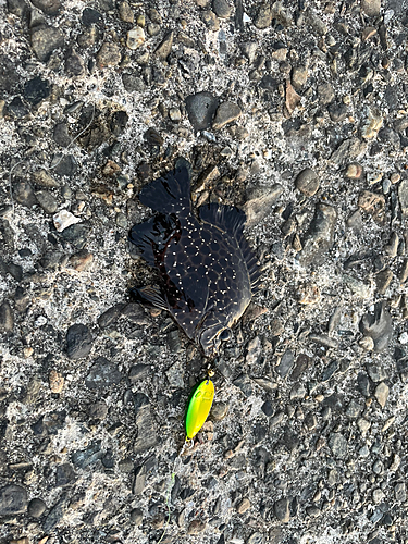 ソウダガツオの釣果