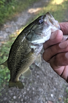 ラージマウスバスの釣果