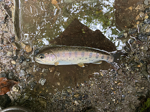 ヤマメの釣果