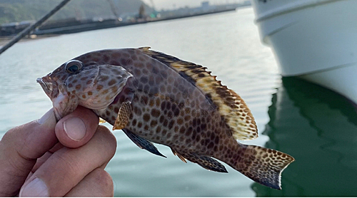 オオモンハタの釣果