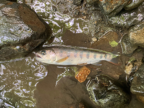 ヤマメの釣果