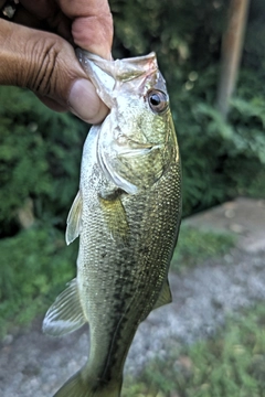 ラージマウスバスの釣果