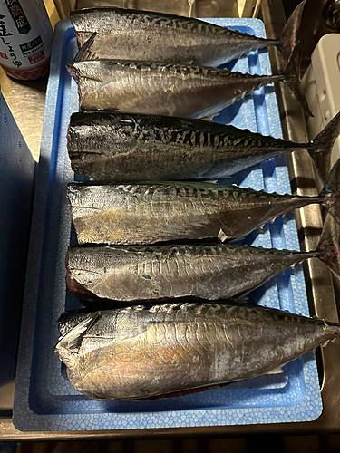 ソウダガツオの釣果