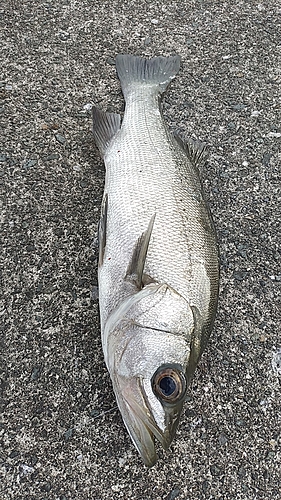 ヒラスズキの釣果