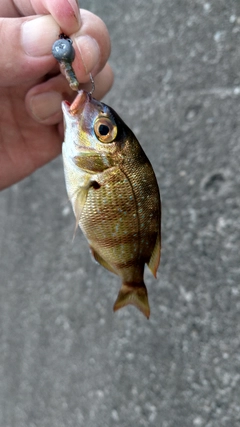 チャリコの釣果