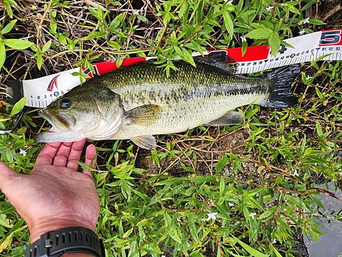 ブラックバスの釣果