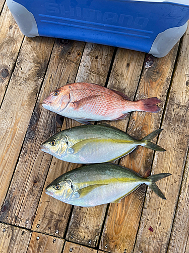 シマアジの釣果