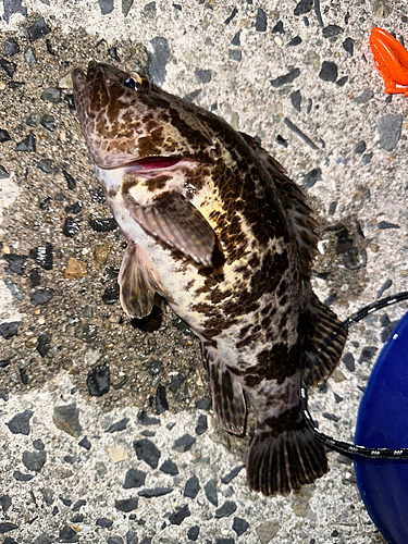 タケノコメバルの釣果