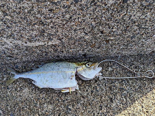 ショゴの釣果