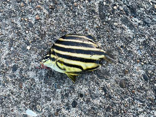 カゴカキダイの釣果