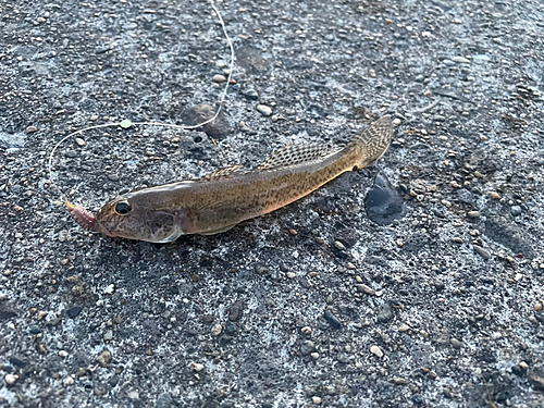 ハゼの釣果