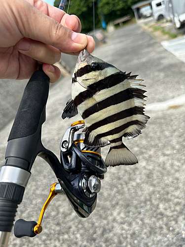 サンバソウの釣果